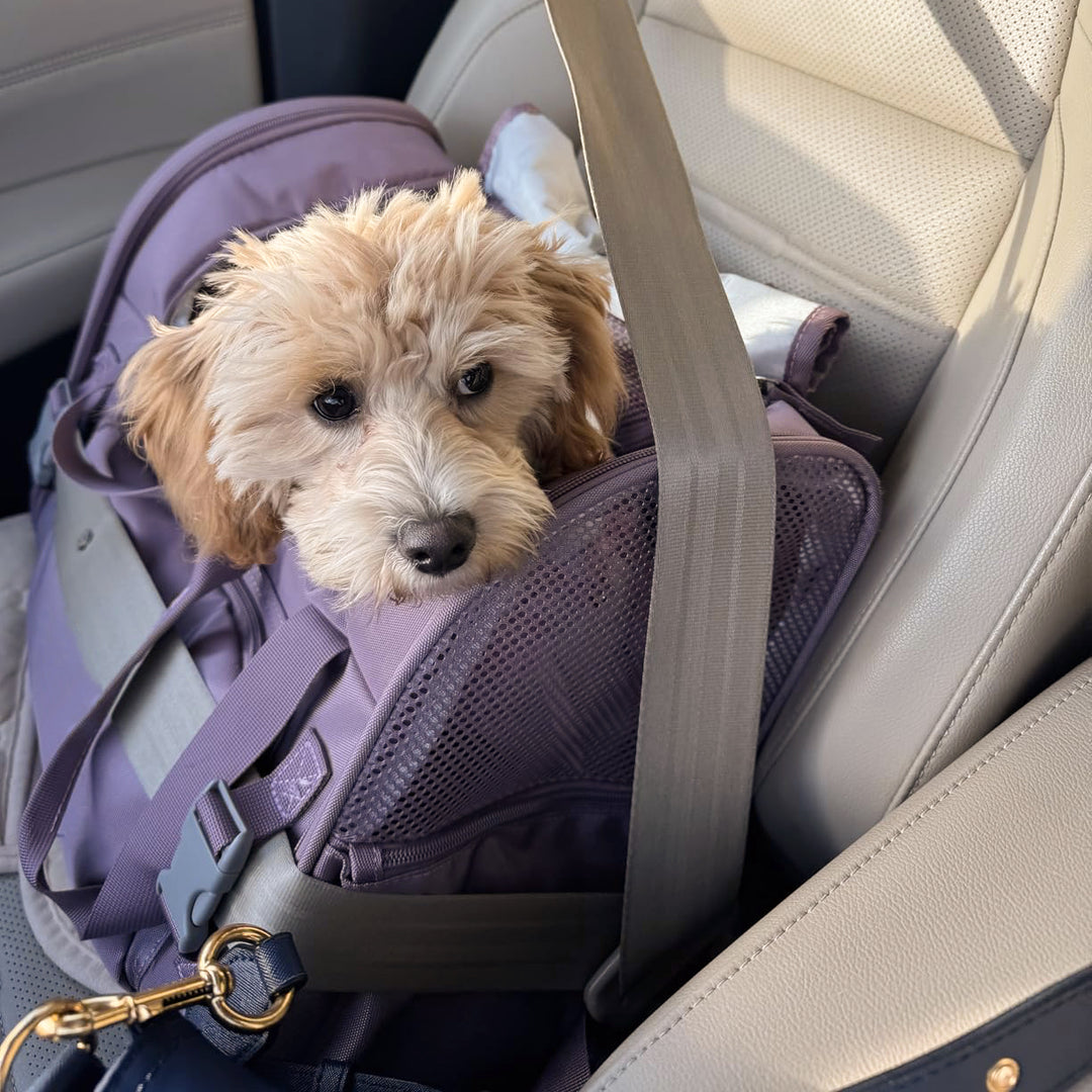 Travel-Ready Expandable Pet Backpack