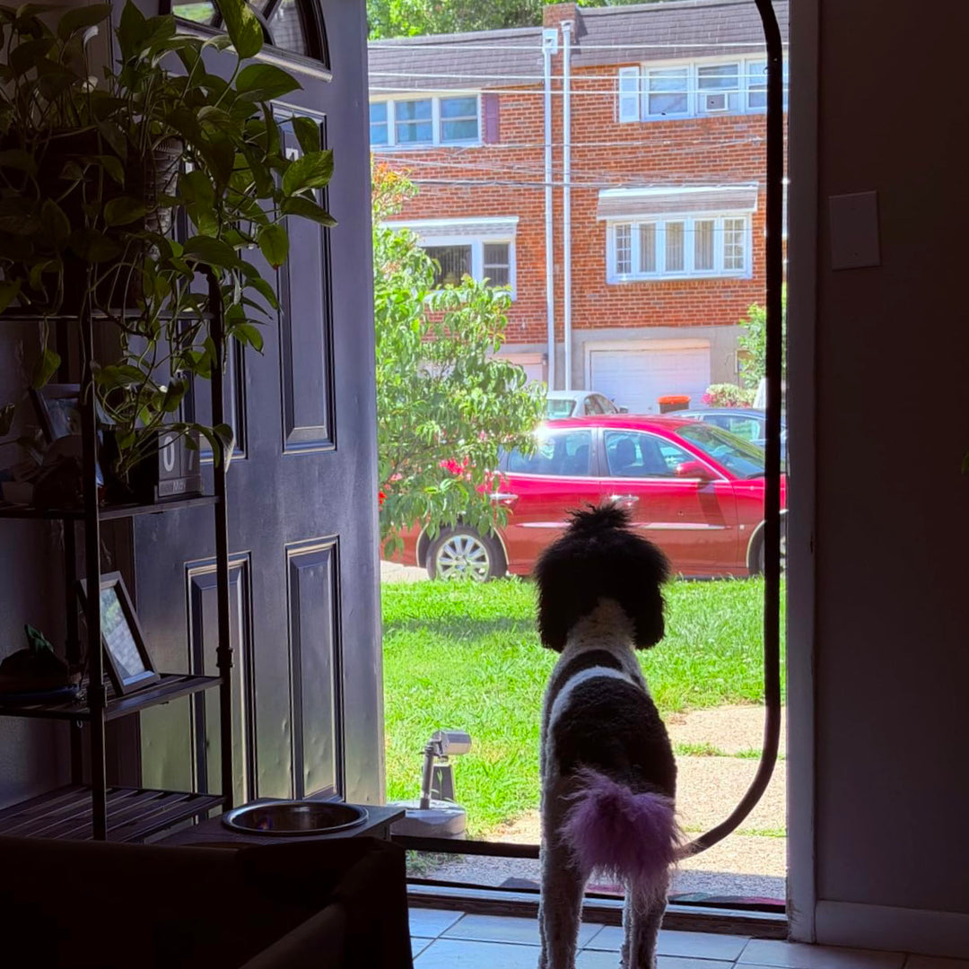 Zip-In Mesh Cat Door Curtain