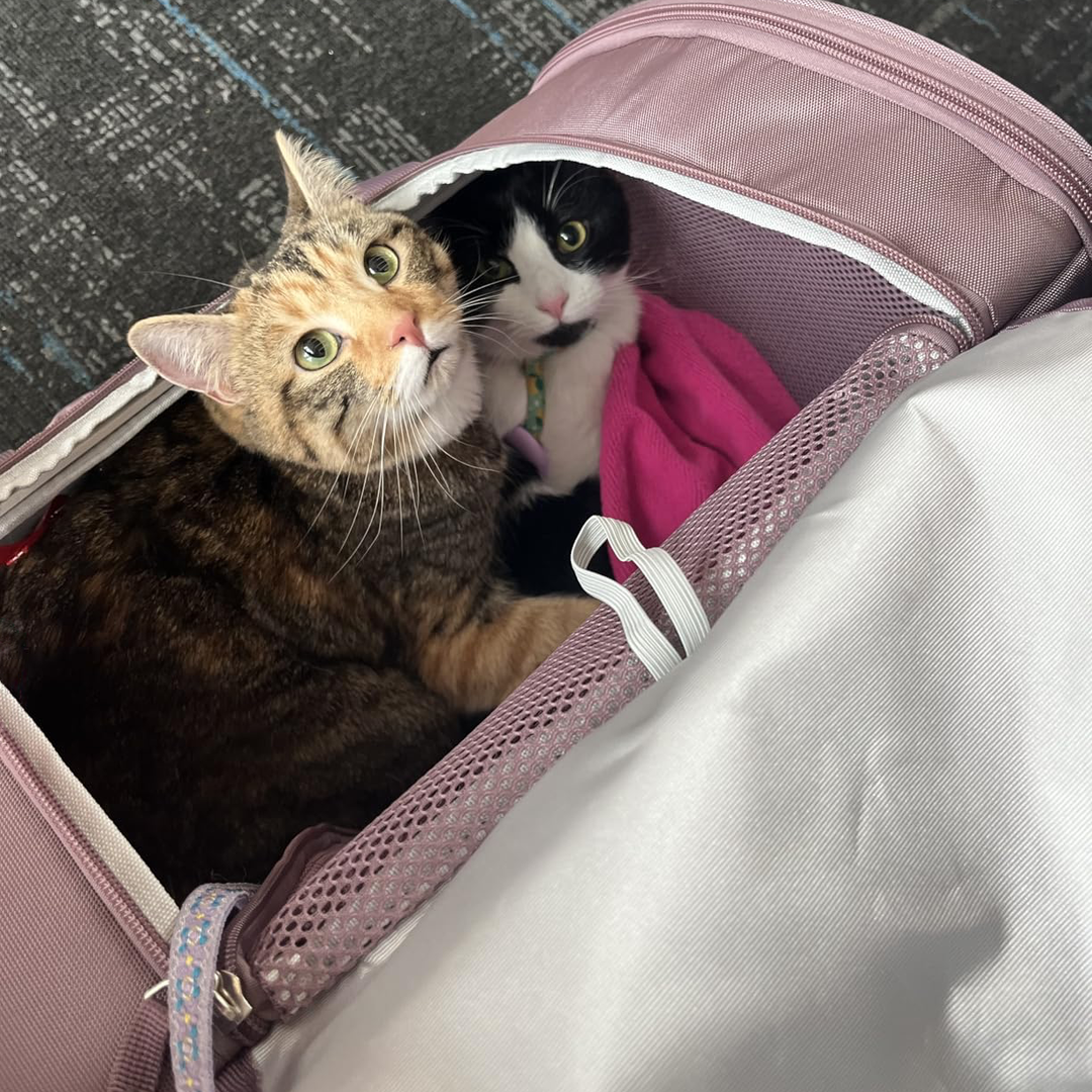 Travel-Ready Expandable Pet Backpack
