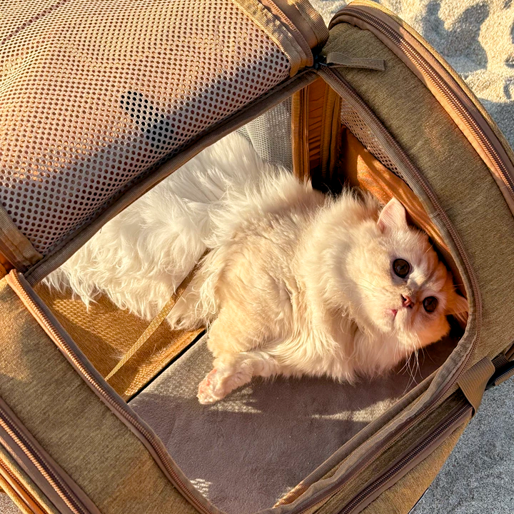 Travel-Ready Expandable Pet Backpack
