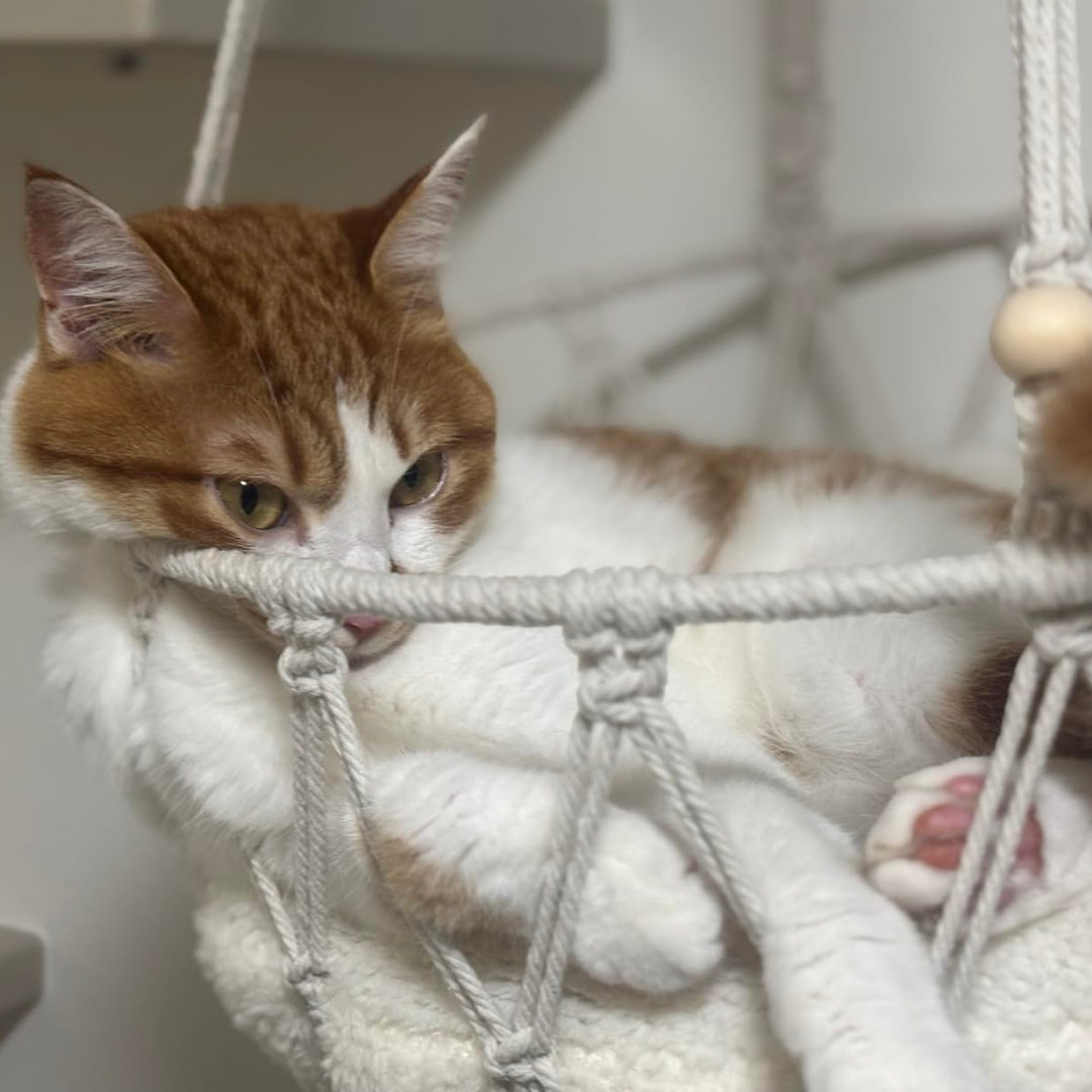 DIY Wall-Mounted Cat Adventure Board