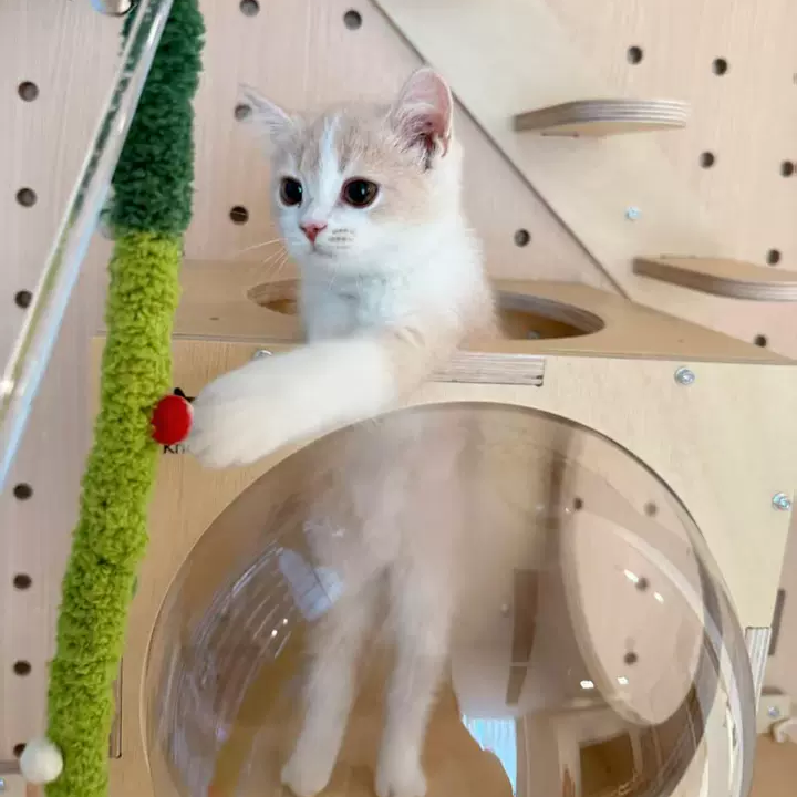 DIY Wall-Mounted Cat Adventure Board