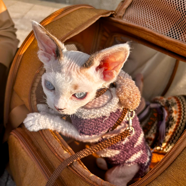 Travel-Ready Expandable Pet Backpack