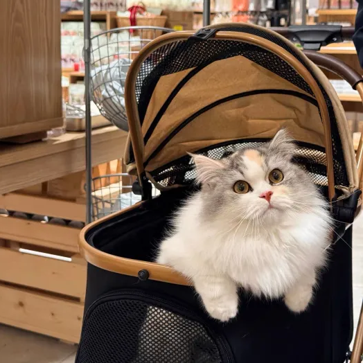 2-in-1 Foldable Pet Stroller