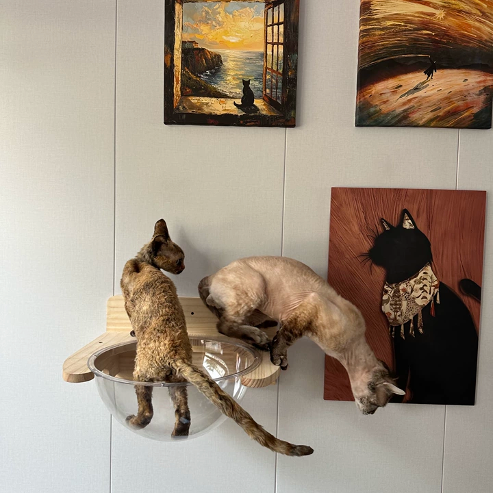 DIY Wall-Mounted Cat Adventure Board