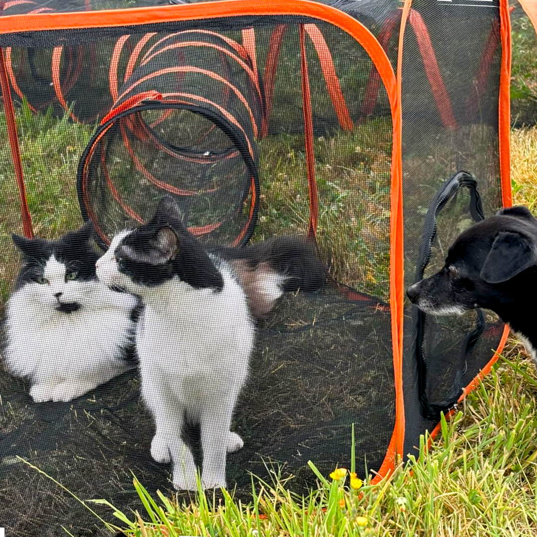 Collapsible Modular Pet Playpen