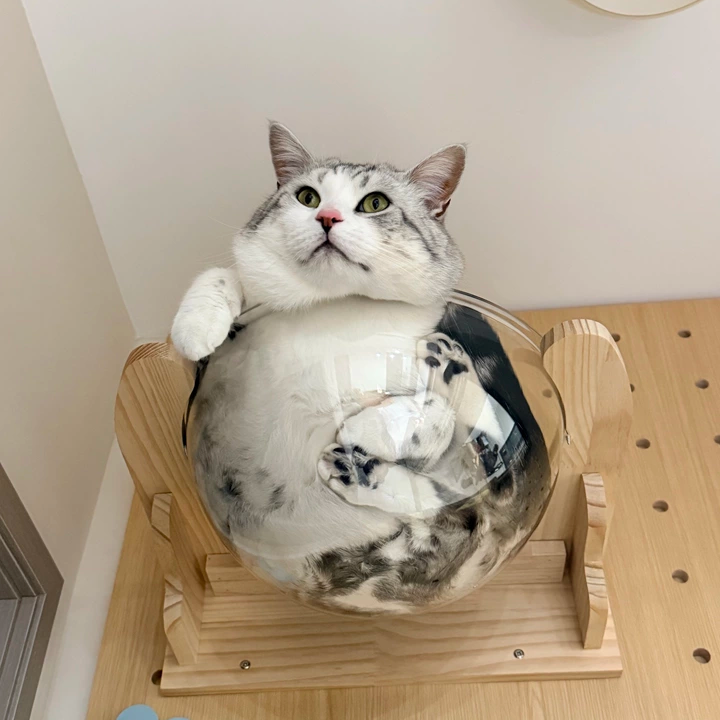 DIY Wall-Mounted Cat Adventure Board