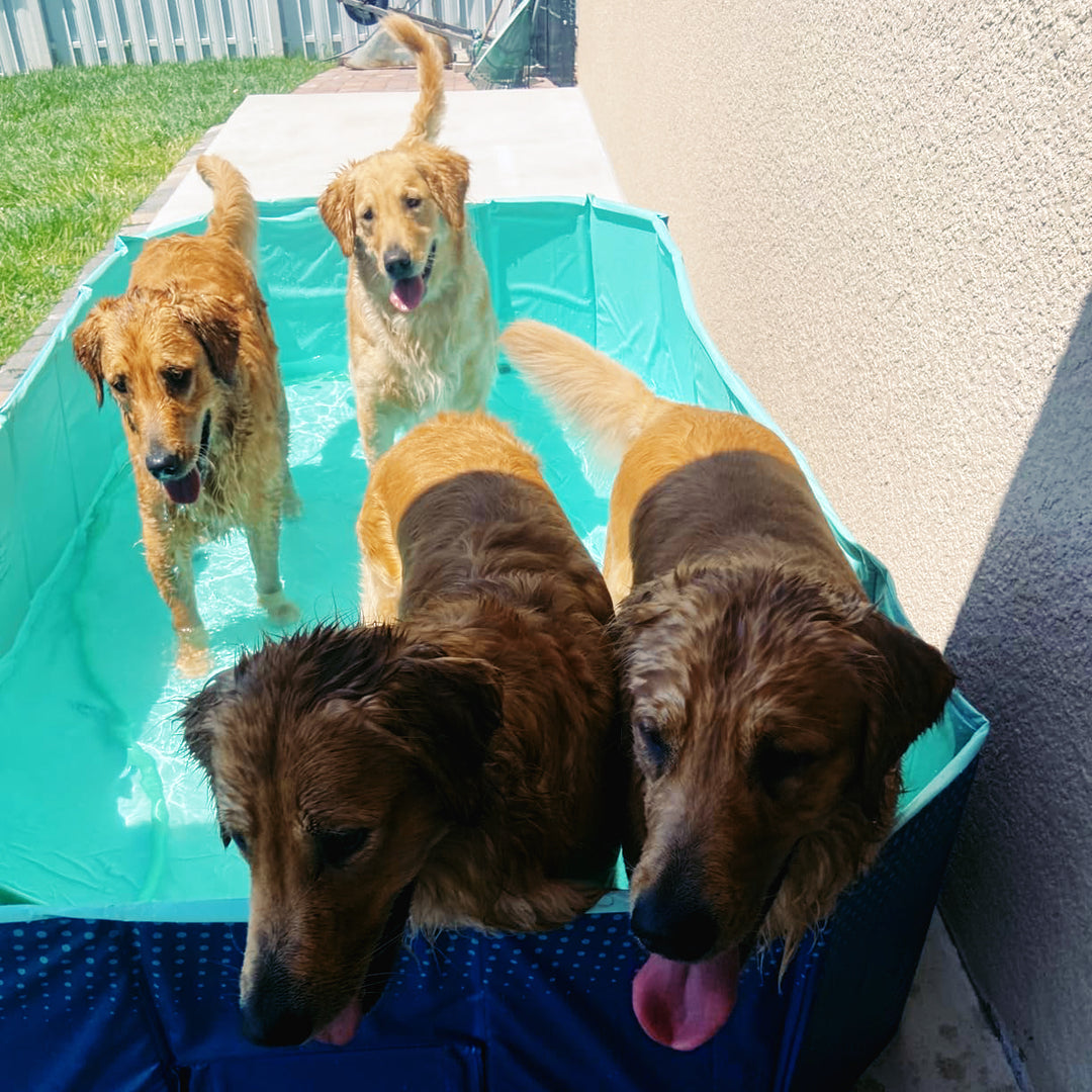Foldable Dog Pool