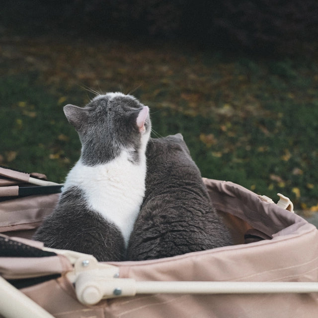 2-in-1 Foldable Pet Travel Stroller