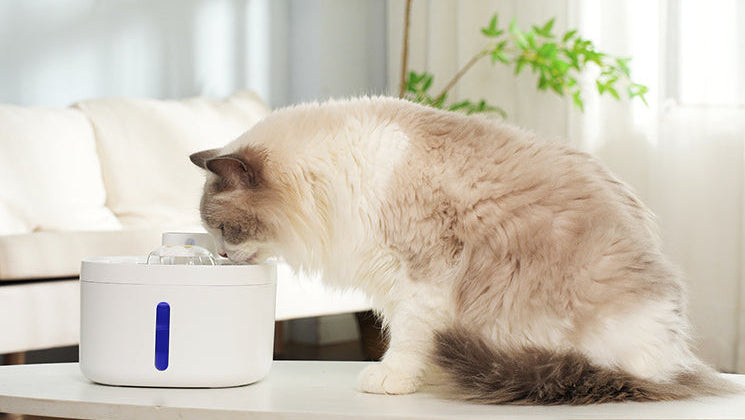 Cat drinking from a white pet fountain on a wooden table with a blurred background